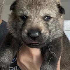 Pink Collar - Silver gray female Czechoslovakian Vlcak puppy in Florida from DireWolf Pack