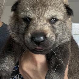 Pink Collar - Silver gray female Czechoslovakian Vlcak puppy in Florida from DireWolf Pack