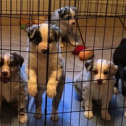 Australian Shepherd Puppies from Not of This World Australian Shepherds