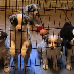 Australian Shepherd Puppies from Not of This World Australian Shepherds