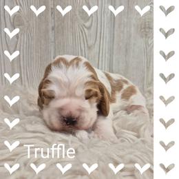 Truffle - Lemon and white female English Springer Spaniel puppy in Freeland, Michigan from McNally's Springer Spaniels