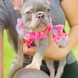 French Bulldog Puppies from Frenchie Paws