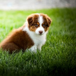 Australian Shepherd Puppies from Stone Ridge Australian Shepherds