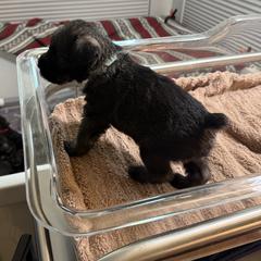 Standard Schnauzer Puppies from Dragos Kennel