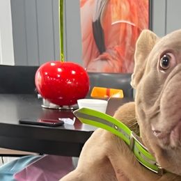 French Bulldogs from Burger's Pups