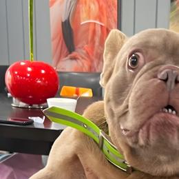 French Bulldogs from Burger's Pups
