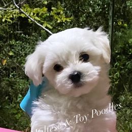 Companion Cross, Maltese, and Maltipoo Puppies from Best Maltese & Toy Poodles of Texas