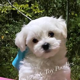 Companion Cross, Maltese, and Maltipoo Puppies from Best Maltese & Toy Poodles of Texas