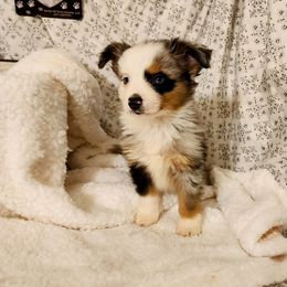 Foster - Blue merle male Toy Australian Shepherd puppy in Logansport, Indiana from Sandy Hill Farm Aussies, LLC