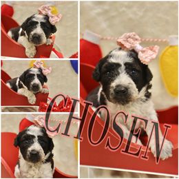 Jingle bell - Cream female Whoodle puppy in Smallett, Missouri from Leshas Whoodles