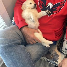 Golden Retriever Puppies from Lakeshore Goldens FXBG