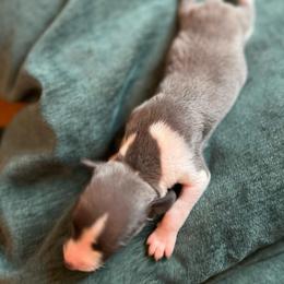 Gertrude - Blue female Whippet puppy in Clinton, Tennessee from Ivanhoe Borzoi