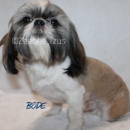 Bode - Shih Tzu