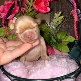 Prada - Chocolate, tan and white female Yorkshire Terrier puppy in Howe, Oklahoma from Ray Holder