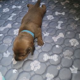 Dachshund Puppies from Evie's Mini Smooth Doxie Ranch