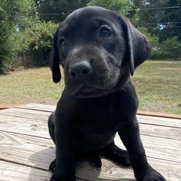 JOJO (Red collar) - Labrador Retriever puppy from Christian Martir
