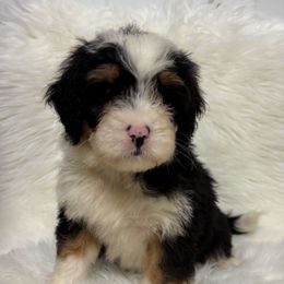 Boy 4-45 - Tri-color male Bernedoodle puppy in West Point, Iowa from Circle A Mini Goldendoodles and Mini Bernedoodles