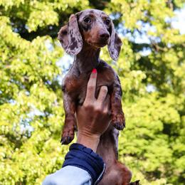 Tillie - Dachshund