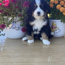 Bernese Mountain Dog Puppies from Blue Ridge Bernese