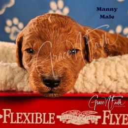 Manny - Red  male Goldendoodle puppy in Peyton, Colorado from Grace N Faith Doodles