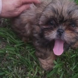 Shih Tzu Puppies from Peterson Shih Tzus
