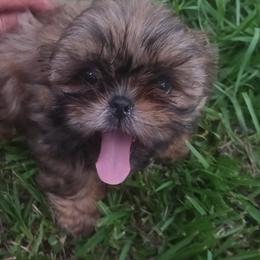 Shih Tzu Puppies from Peterson Shih Tzus