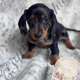 Cupcake - Dapple female Dachshund puppy in Lufkin, Texas from CSW Dachshunds