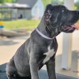 Cane Corso Puppies from Jolaw Kennel