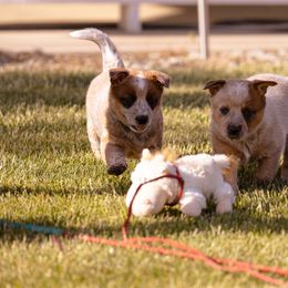 Australian Cattle Dog Puppies from Drakes Australian Cattle Dogs