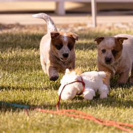 Australian Cattle Dog Puppies from Drakes Australian Cattle Dogs