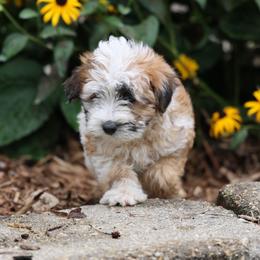 Mia - Merle female Whoodle puppy in West Bend, Iowa from Blue Skies Terriers