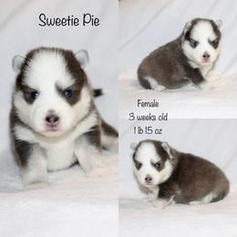 Sweetie Pie - Blue female Pomsky puppy in Denham Springs, Louisiana from Bayouland Pomskies