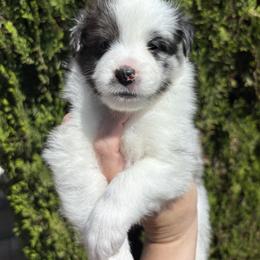 Oliver - White and black male Shetland Sheepdog puppy in Oakley, California from SquiresShelties