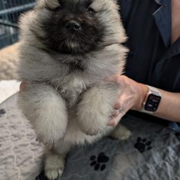 Green girl - Black and silver female Keeshond puppy in Fayetteville, Tennessee from Erbekees-Keeshonden