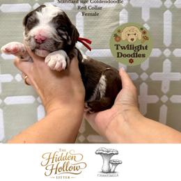 Chanterelle - Red Collar - Merle female Goldendoodle puppy in Garland, Texas from Twilight Doodles