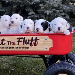 Old English Sheepdogs from What the Fluff Old English Sheepdog