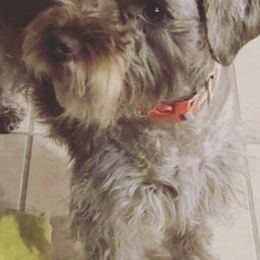 Miniature Schnauzers from T & C Mini Schnauzers