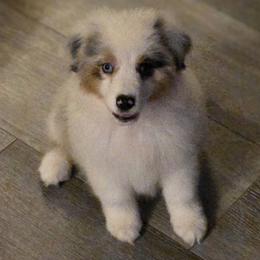 Australian Shepherd Puppies from AussieLand Shepherds