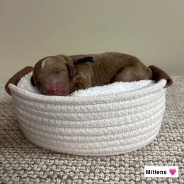 Mittens - Red  female Goldendoodle puppy in Crothersville, Indiana from Wischmeier’s Doodles