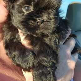 Shih Tzu Puppies from Chimera Shih Tzu