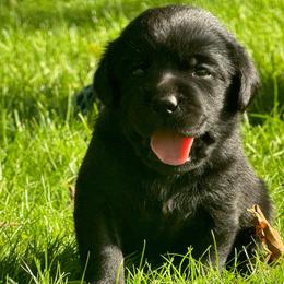 Gatsby - Black male Labrador Retriever puppy in Clinton, New York from Skyline Hill Labradors