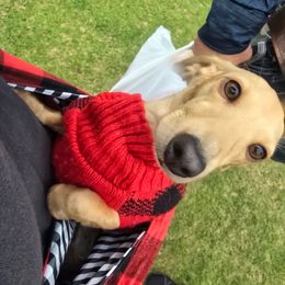 Jellybean - Dachshund