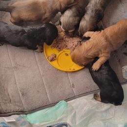 Dachshund Puppies from CLARK'S BREEDING PROGRAM