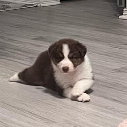 Reign (Red) - Red tri-color female Australian Shepherd puppy in Navasota, Texas from Triple MMM Kennel