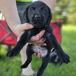Navy Collar - Female - Black female Labrador Retriever puppy in Boyd, Minnesota from Lindley Labradors