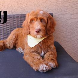 Fig - Red  male Goldendoodle puppy in Casa Grande, Arizona from AzDoodle Dandies