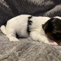 Assorted Doodle Crosses, Double Doodle, Maltipoo, Morkie, and Yorkipoo Puppies from Danza Bolo