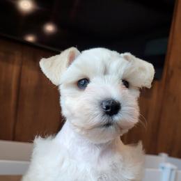 Isla - Wheaten female Miniature Schnauzer puppy in Crestview, Florida from Mert's Creek Miniature Schnauzers