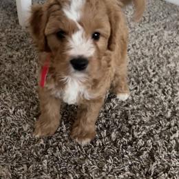 Cavapoo Puppies from Jet Cavapoos