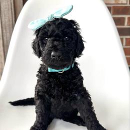 Raven - Black female Goldendoodle puppy in Pulaski, Tennessee from Doodle My Heart